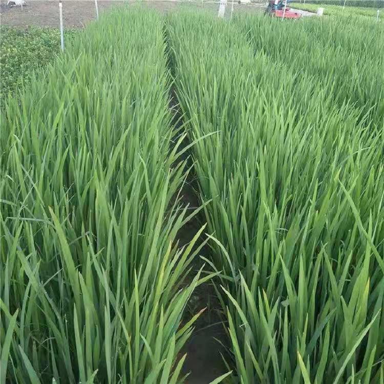水生植物黄菖蒲批发  水生鸢尾批发基地  水体绿化用水生鸢尾