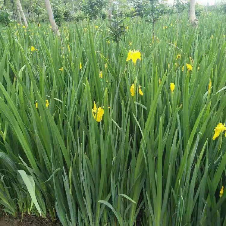 青州水生鸢尾批发  山东水生鸢尾价格  水生鸢尾种植基地