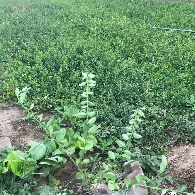 小叶扶芳藤基地 小叶扶芳藤价格 青州子锐花卉扶芳藤价格
