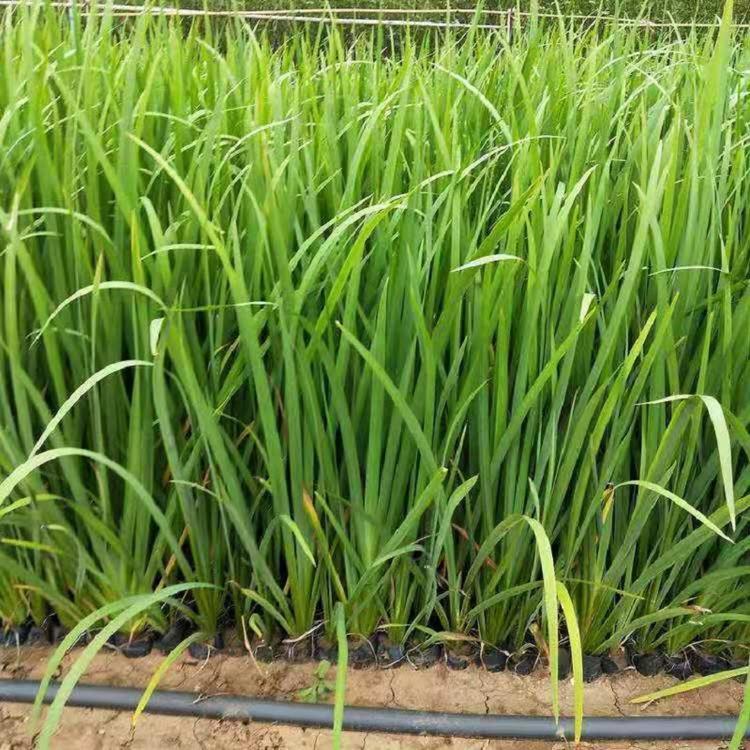山东水生植物批发  水生鸢尾批发商  黄菖蒲种植基地