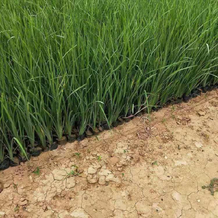 青州水生鸢尾批发  水生鸢尾价格  青州黄菖蒲批发商