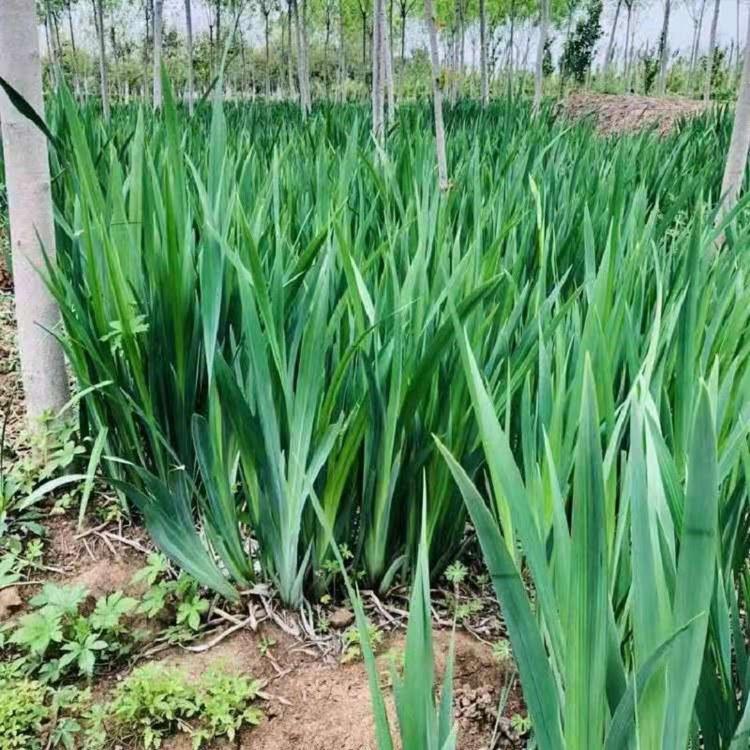 青州水生植物批发商  山东水生鸢尾批发价格  黄菖蒲供应商
