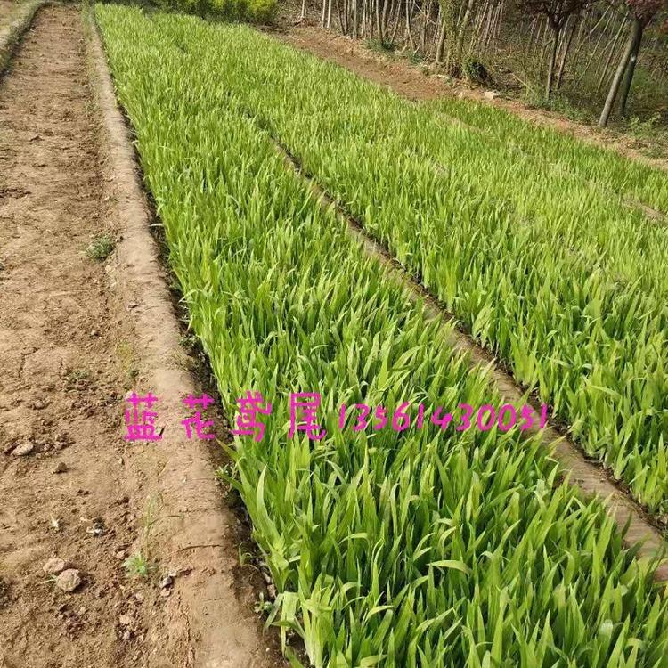 鸢尾批发  蓝花鸢尾批发  蓝花鸢尾价格 老鸢尾种植基地