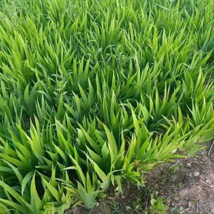 供应蓝花鸢尾  蓝花鸢尾批发  蓝花鸢尾种植基地  蓝花鸢尾价格