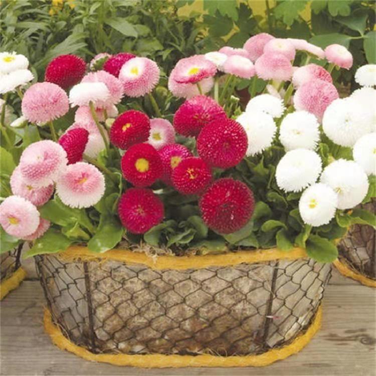 雏菊批发基地  雏菊价格 雏菊供应商