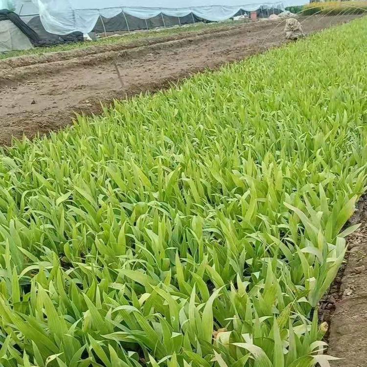 青州蓝花鸢尾   蓝花鸢尾批发  蓝花鸢尾基地  蓝花鸢尾价格