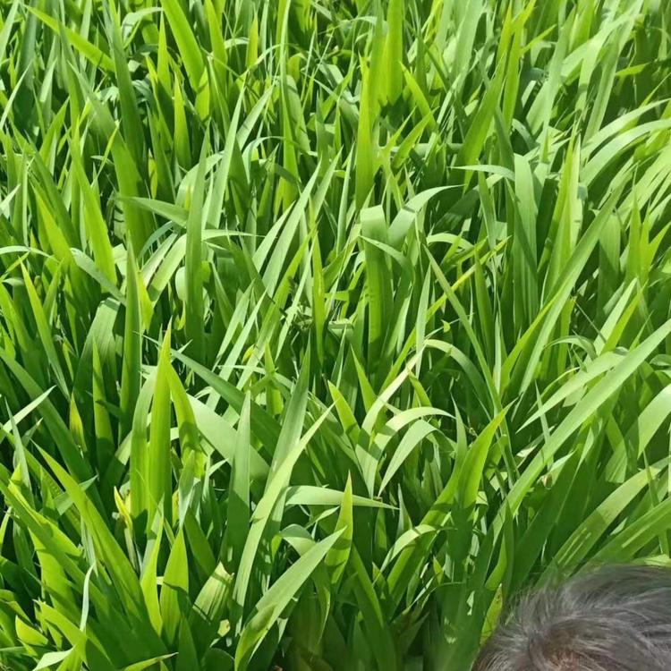 蓝花鸢尾  蓝花鸢尾基地  老鸢尾批发  兰花鸢尾价格