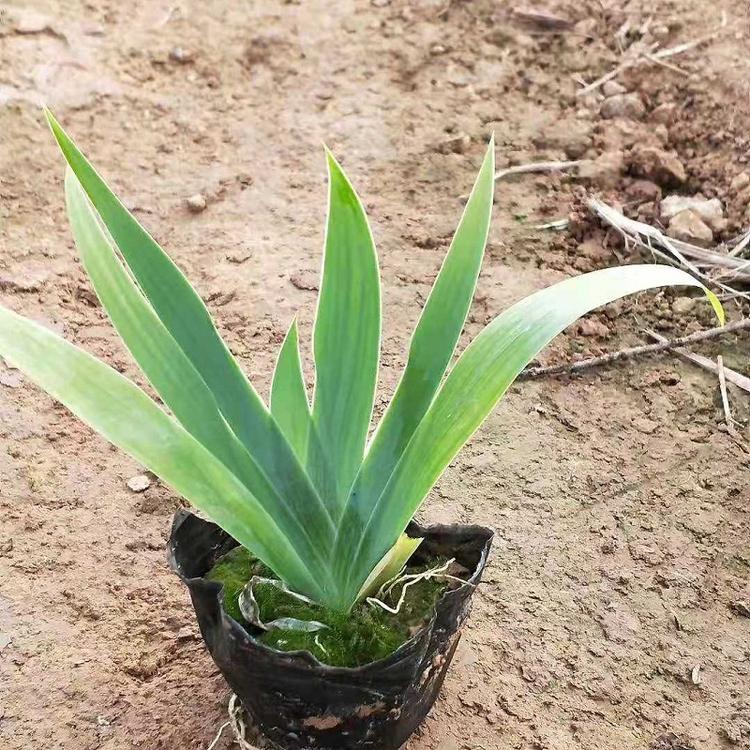 蓝花鸢尾批发  老鸢尾价格  兰花鸢尾种植基地