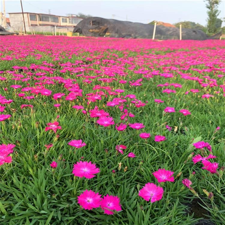 欧石竹基地 潍坊欧石竹