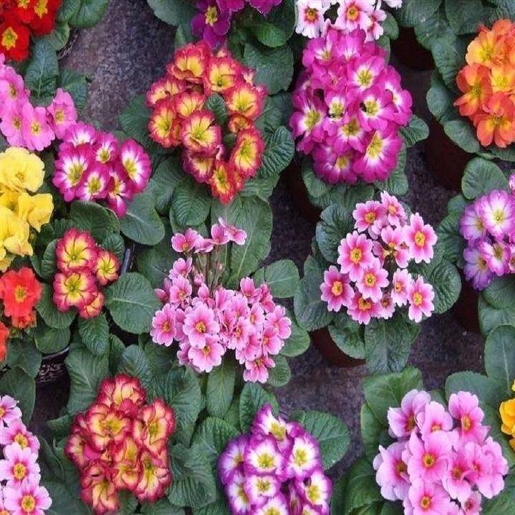 报春花基地  青州报春花  推荐
