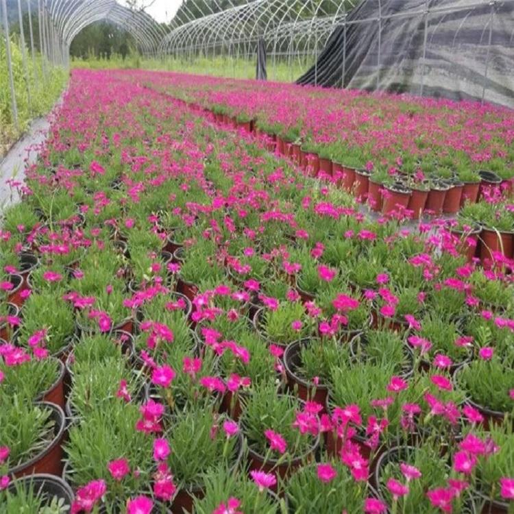 欧石竹种植基地 青州欧石竹 价格实惠