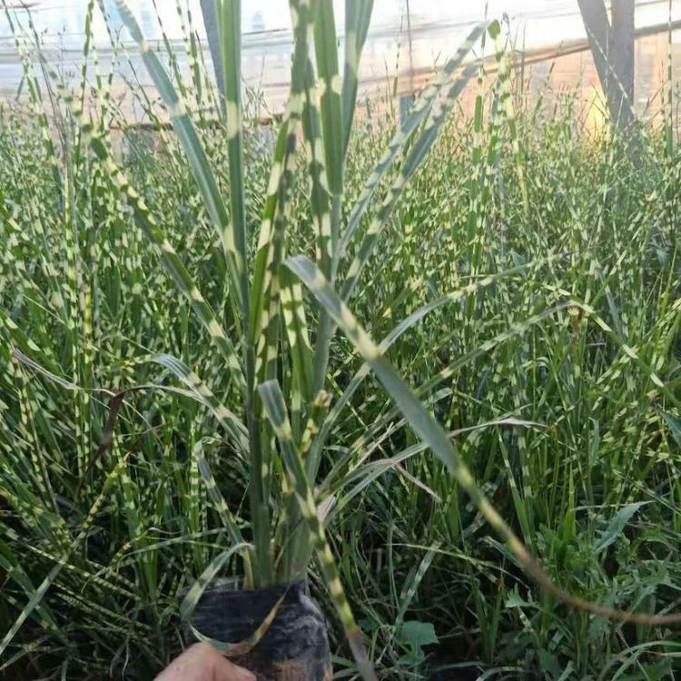 斑叶芒报价  潍坊斑叶芒  价格实惠