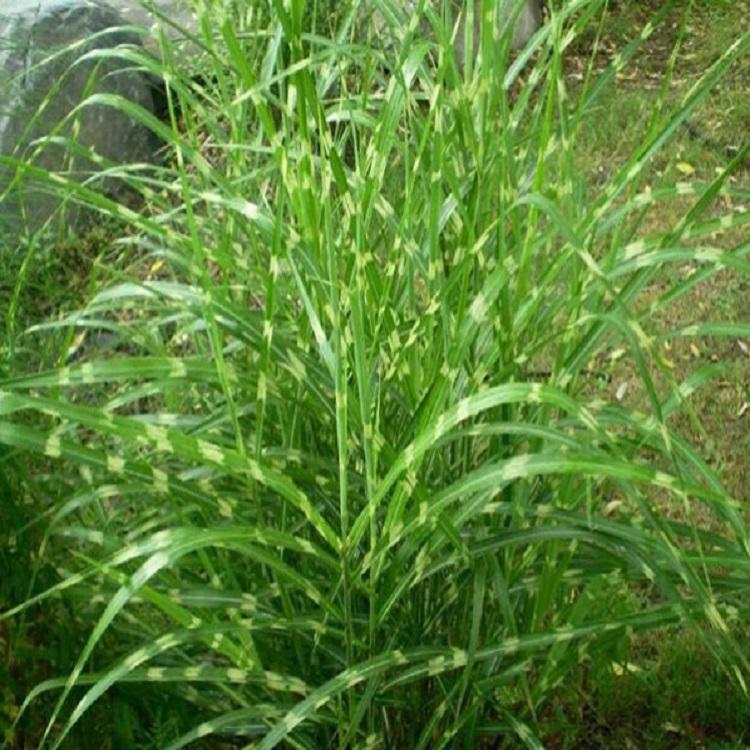 斑叶芒报价  山东斑叶芒