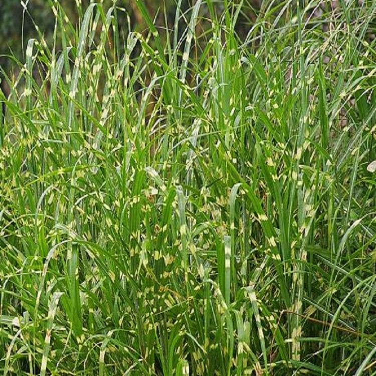 斑叶芒报价  青州斑叶芒  大量供应