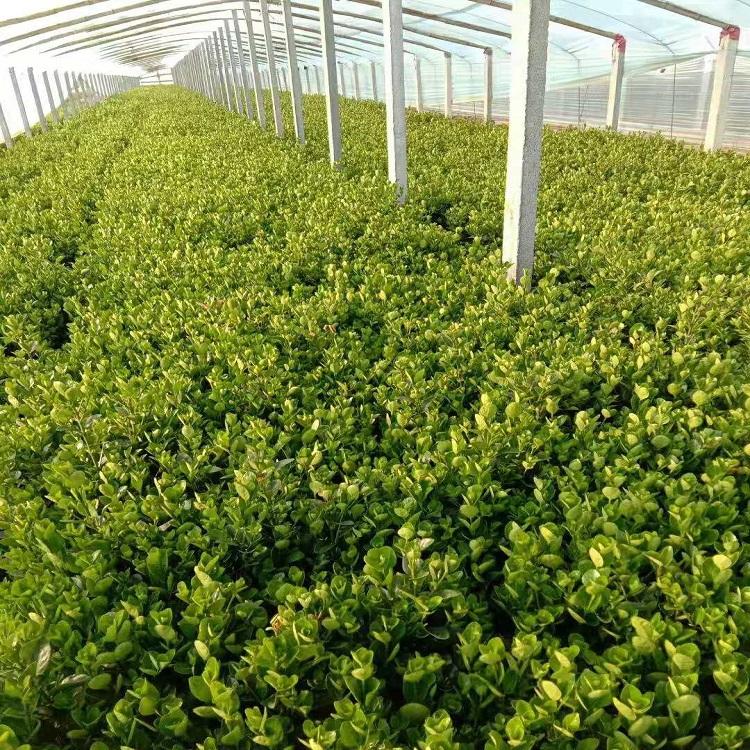 冬青小苗  冬青种植基地