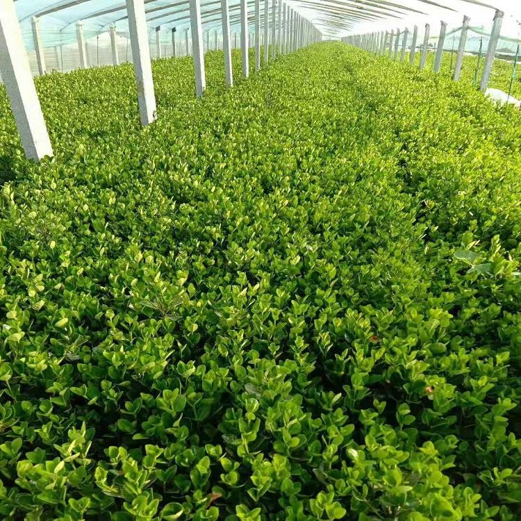 冬青报价  冬青种植基地