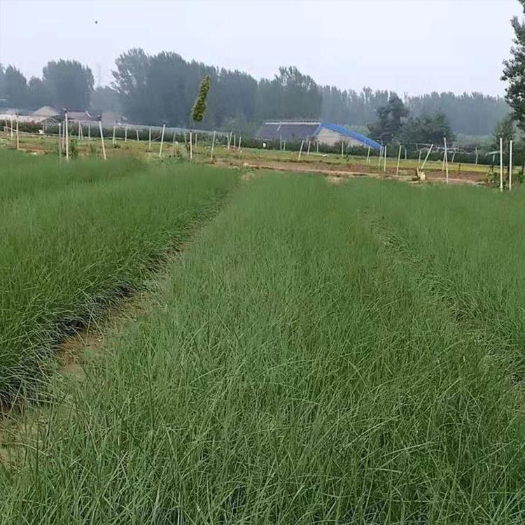 出售粉黛乱子草 子锐花卉 粉黛乱子草花海设计