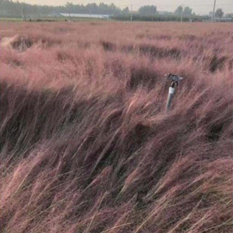 山东粉黛乱子草花海设计 青州子锐 粉黛乱子草种植基地