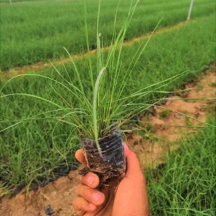 粉黛乱子草价格 山东粉黛乱子草种植基地 自产自销