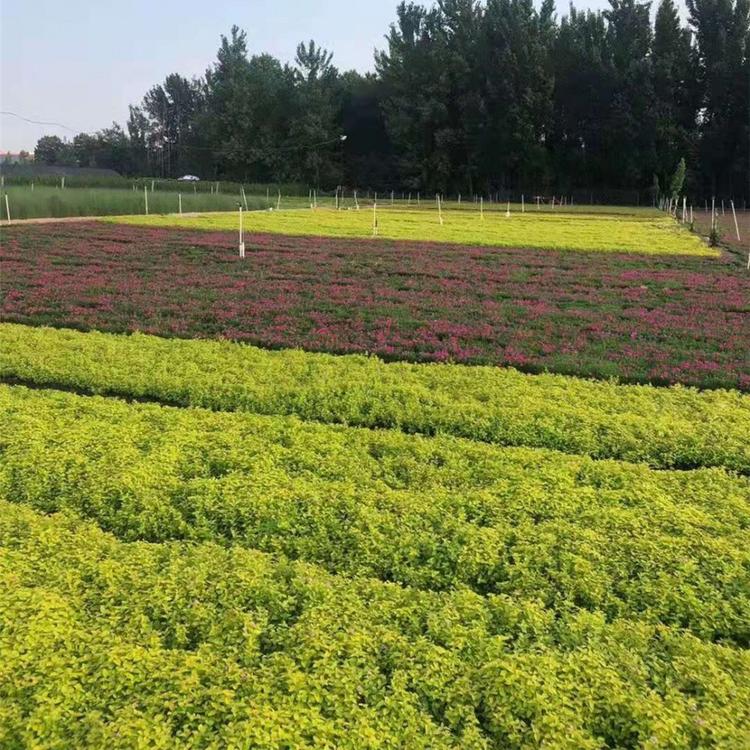 山东杯苗金山绣线菊价格 金山绣线菊价格 基地直销