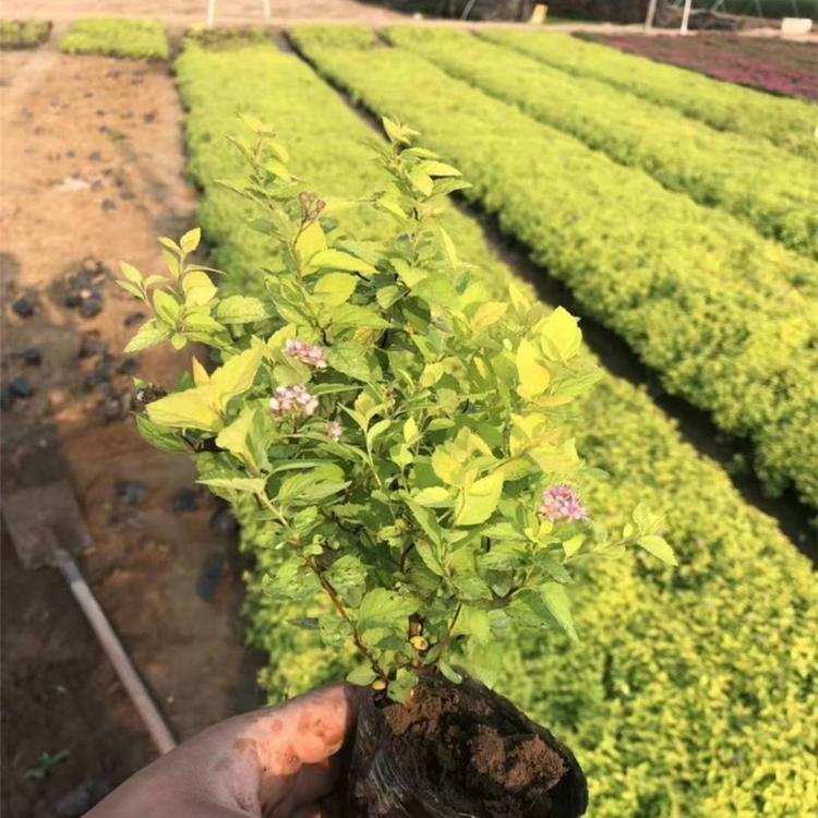 子锐批发直销金山绣线菊 金山绣线菊价格 长势旺