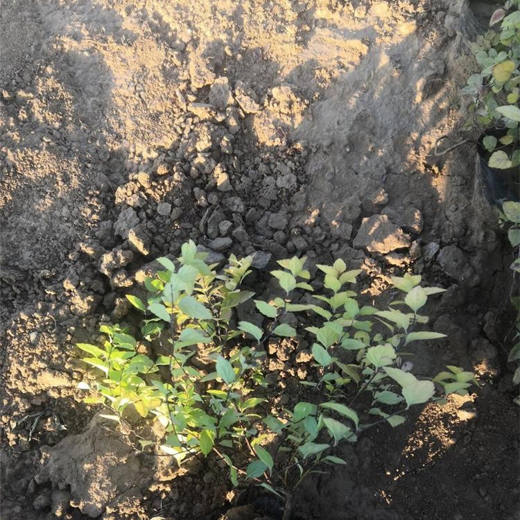 批量定制金山绣线菊 山东供货商 子锐花卉 金山绣线菊批发