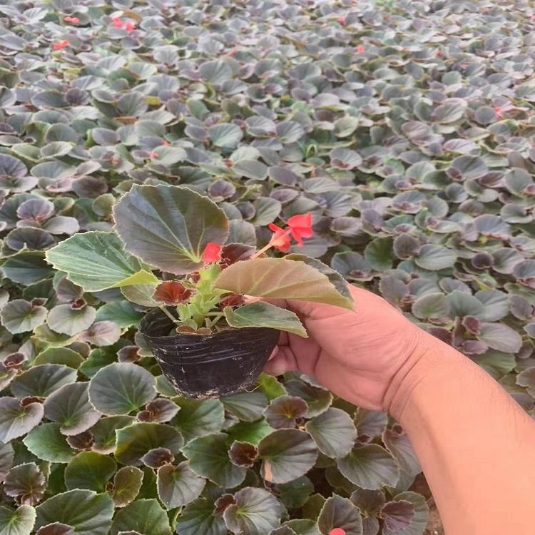 海棠  四季海棠   海棠价格