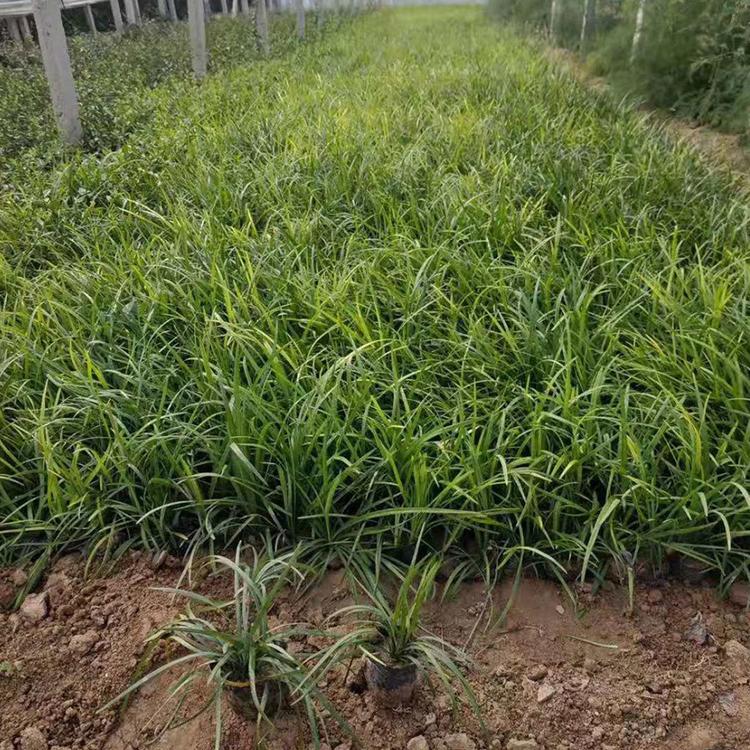 麦冬种植基地 麦冬价格 营养钵麦冬基地直销 山东麦冬