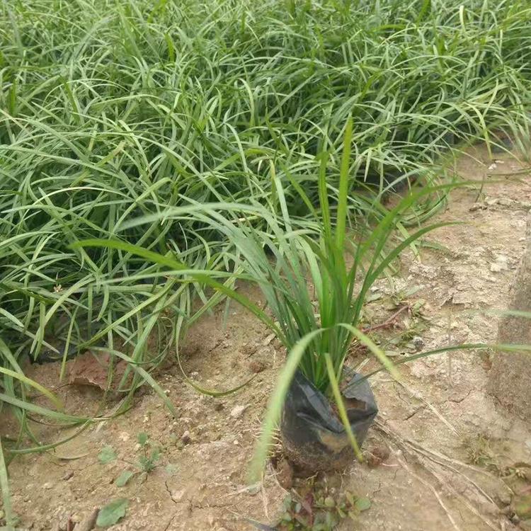 山东省麦冬草种植基地 麦冬草价格 营养钵麦冬草自产自销