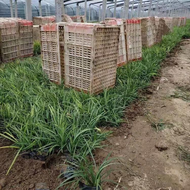 子锐销售 耐寒 耐旱 矮麦冬草 矮麦冬草价格