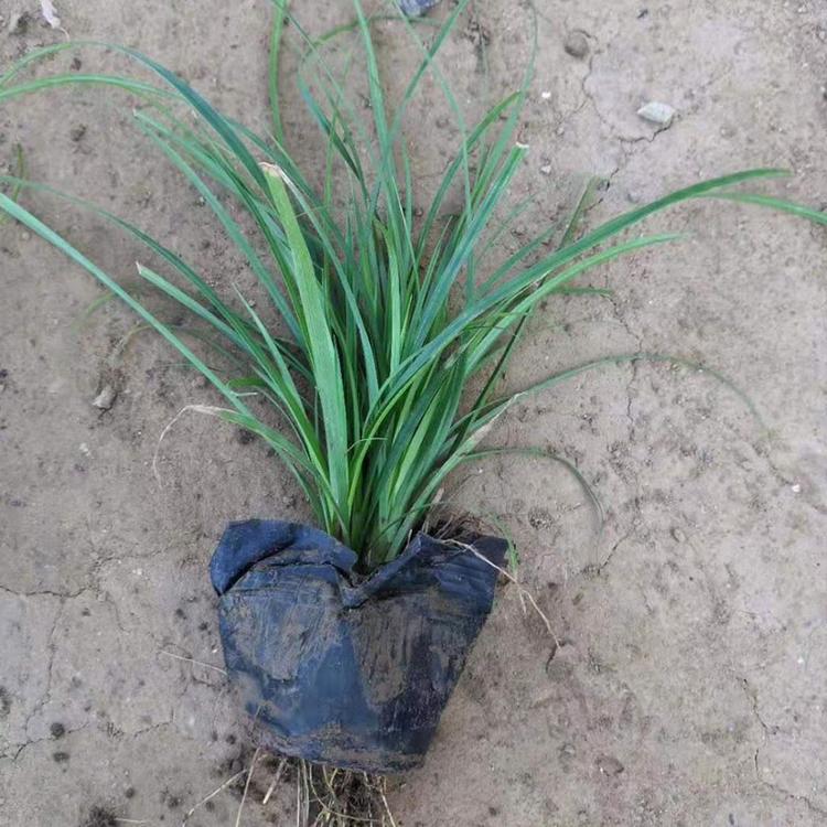 山东省麦冬草种植基地 麦冬价格 子锐花卉麦冬价格 自产