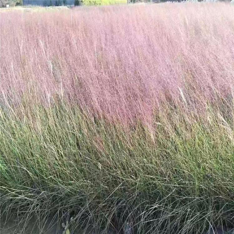 粉黛乱子草