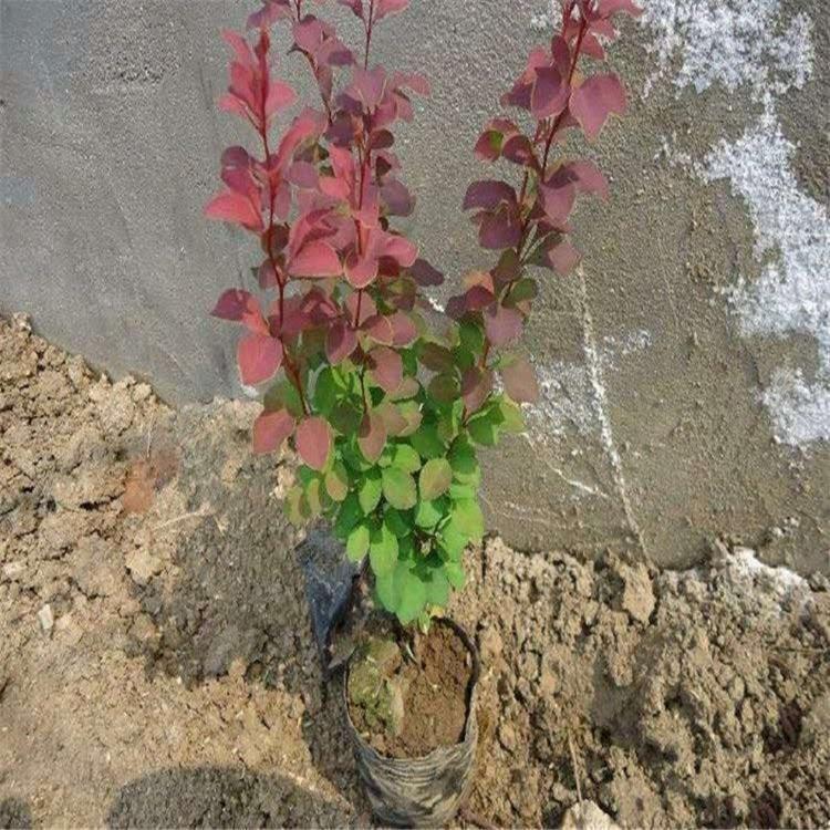 山东紫叶小檗  红叶小檗批发  红叶小檗基地  红叶小檗价格