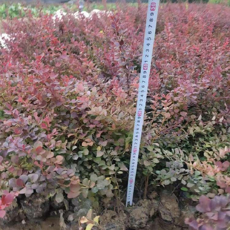 园林绿化用红叶小檗批发价格  紫叶小檗供应商  小檗种植基地