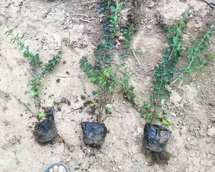 供应紫叶小檗  红叶小檗批发  红叶小檗价格  红叶小檗基地