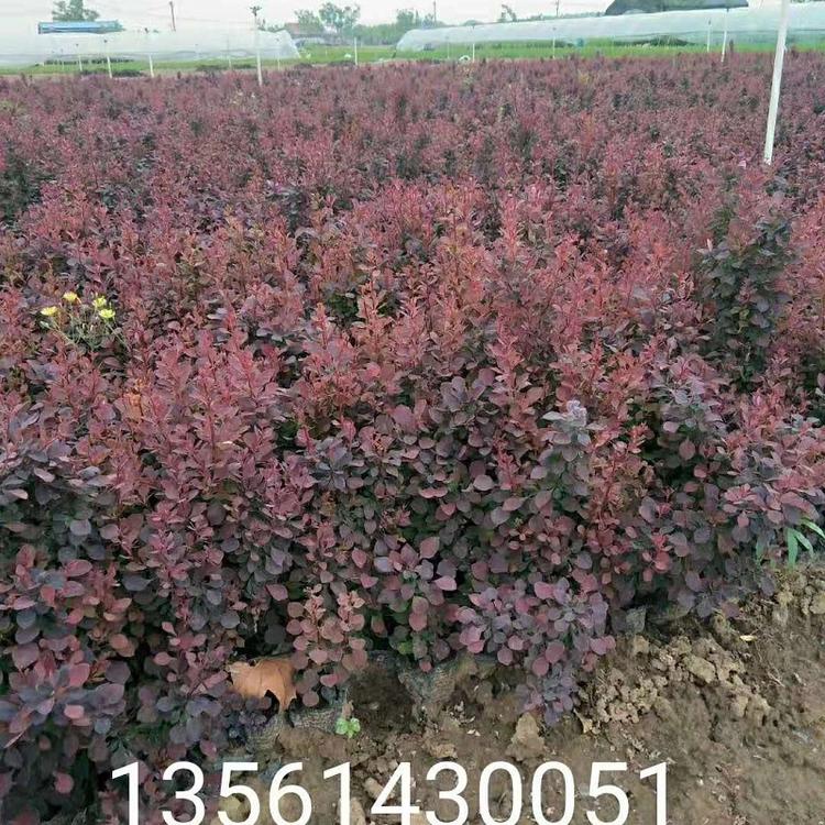 山东紫叶小檗  紫叶小檗基地  紫叶小檗价格  紫叶小檗批发