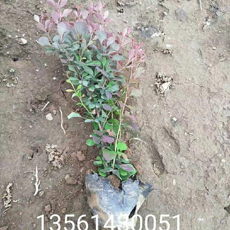 红叶小檗批发商  紫叶小檗苗圃直销  山东红叶小檗价格