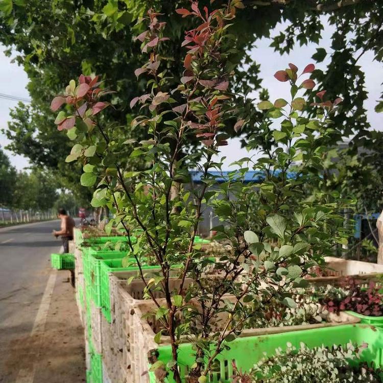 红叶小檗批发基地  紫叶小檗批发价格  红叶小檗供应商