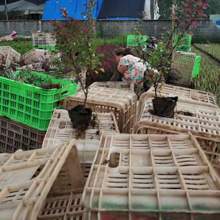 紫叶小檗批发价格  供应红叶小檗  红叶小檗价格  红叶小檗种植基地