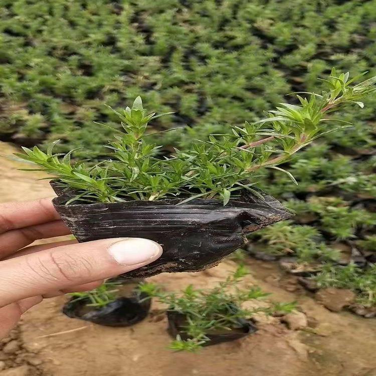 福禄考基地