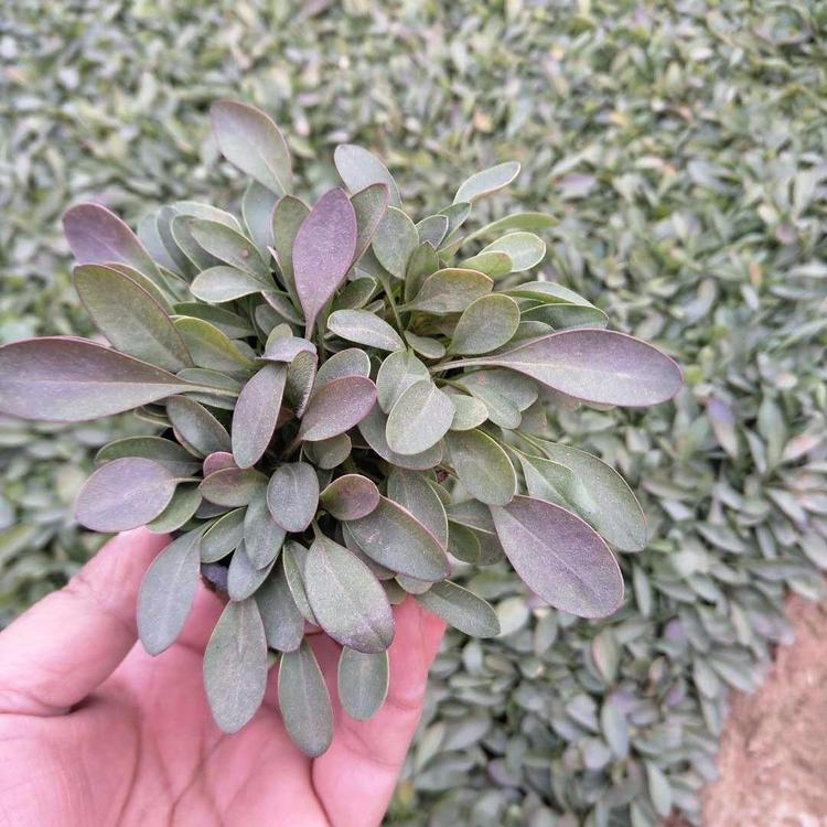 天人菊批发