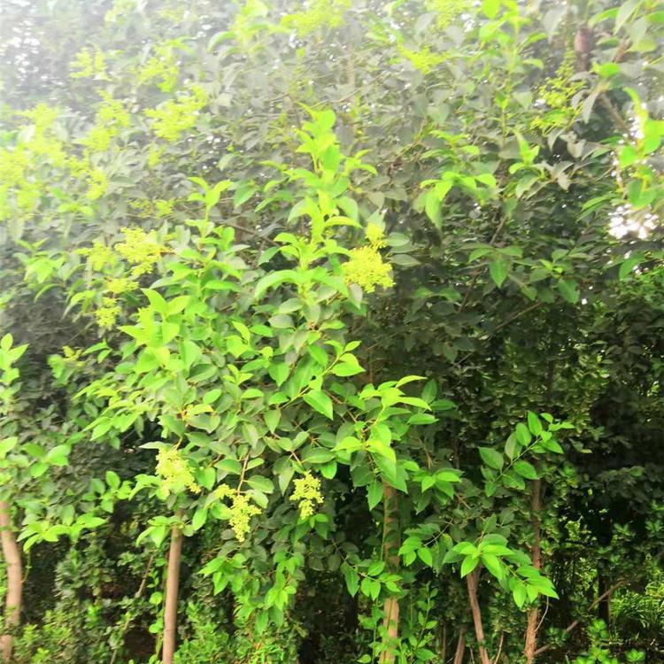 【鑫杰花卉】独杆木槿培育基地 独杆木槿 种植基地