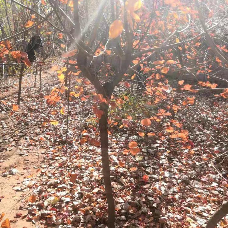 黄栌直销  黄栌现货供应   黄栌种苗价格