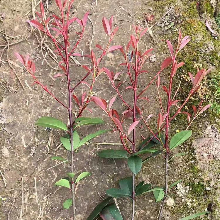 红叶石楠  红叶石楠批发  红叶石楠价格  红叶石楠种植基地