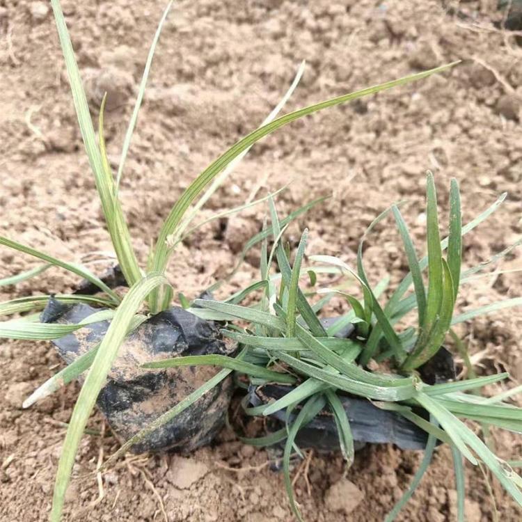 鑫杰出售地被植物麦冬草 庭院绿化四季常青麦冬苗