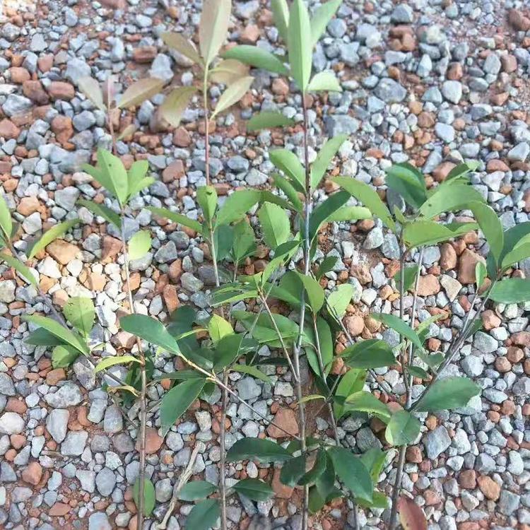 山东红叶石楠  红叶石楠批发  红叶石楠种植基地  红叶石楠价格