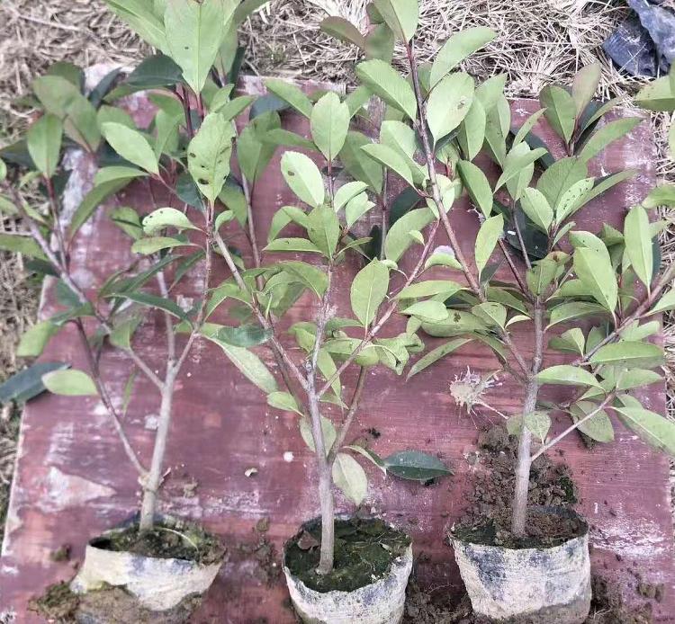 山东红叶石楠  红叶石楠种植基地  红叶石楠价格  红叶石楠批发