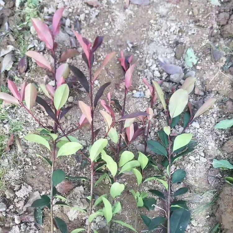 山东红叶石楠  红叶石楠种植基地  红叶石楠批发  红叶石楠价格