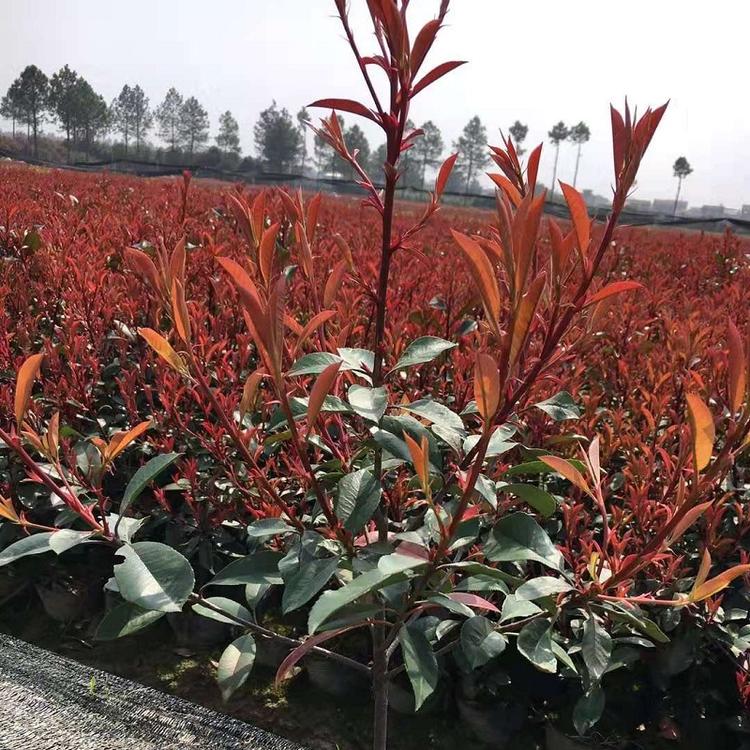 青州红叶石楠批发价格  山东红叶石楠种植基地  供应红叶石楠