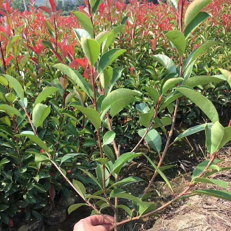 山东红叶石楠批发价格  青州红叶石楠种植基地  红叶石楠供应商